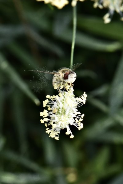 SYRPHE saupoudré de pollen. 2024. ISABELLE TURBAN